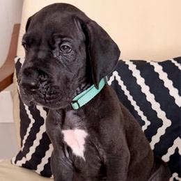 Daphne - Black female Great Dane puppy in Plano, South Dakota from Blue Thunder Danes