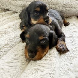 Hana - Black and cream female Dachshund puppy in Maidsville, West Virginia from L&B Lowriders