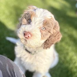 Rhodium - Chocolate male Australian Labradoodle puppy in Brush Prairie, Washington from Fancy Pants Labradoodles