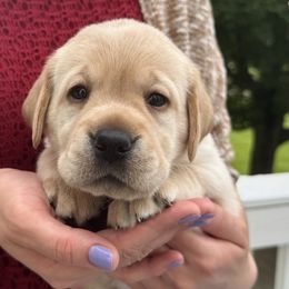 Andie - Yellow female Labrador Retriever puppy in Rochester, New Hampshire from Merrydale Labradors