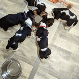 Basset Hound Puppies from The Clumsy Kentucky Bassets
