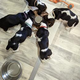 Basset Hound Puppies from The Clumsy Kentucky Bassets