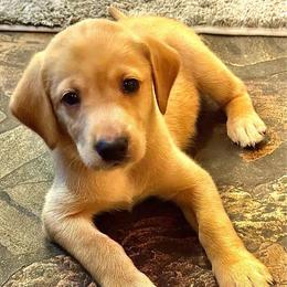 Gray Male - Yellow male Labrador Retriever puppy in Franklin, Virginia from Oak Hollow Retrievers