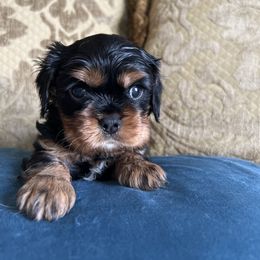 Boy 2 - Black and tan Cavalier King Charles Spaniel puppy in Caldwell, Idaho from Gem State Precious Cavaliers LLC