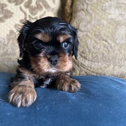 Boy 2 - Black and tan Cavalier King Charles Spaniel puppy in Caldwell, Idaho from Gem State Precious Cavaliers LLC