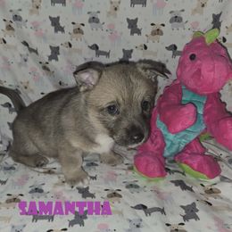 Samantha - Gray female Swedish Vallhund puppy in Yorktown, Virginia from Skyfyre Swedish Vallhunds