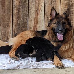 German Shepherd Puppies from Black Swan German Shepherd Dog