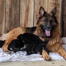 German Shepherd Puppies from Black Swan German Shepherd Dog