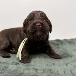 Penelope - Chocolate female Australian Labradoodle puppy in Sacramento, California from Little Farmstead Labradoodles