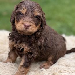 Green collar boy - Phantom male Bernedoodle puppy in Colorado Springs, Colorado from Mercy Mountain Bernedoodles