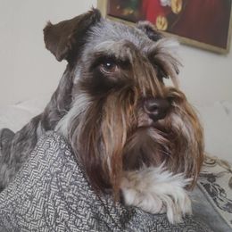 Gus - Miniature Schnauzer
