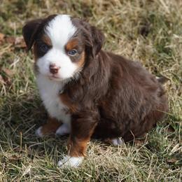 Red Tri 2 Blue Eyes - Red tri male Miniature Australian Shepherd puppy in Lawton, Oklahoma from Lindsey’s Aussies