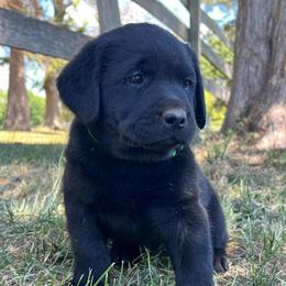 Boy 4  - Green Collar - Black male Labrador Retriever puppy in Beaverdam, Virginia from Gold Heart Labradors