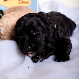 Bernedoodle Puppies from Sugarcreek Haven Bernedoodles