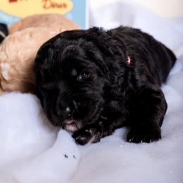 Bernedoodle Puppies from Sugarcreek Haven Bernedoodles