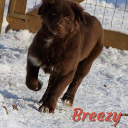 Breeze - Red & white Australian Shepherd puppy in Coldwater, Michigan from Northern Star Australian Shepherds