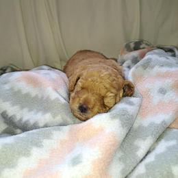 Teddy - Red  male Poodle puppy in Advance, North Carolina from Diane Hawkins