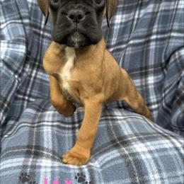 Jax - Fawn male Boxer puppy in Cicero, New York from MK Boxer Haven of CNY