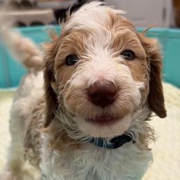 Chase - Parti male Goldendoodle puppy in Maricopa, Arizona from AZ Designer Goldendoodles