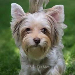 Autumn - Yorkshire Terrier