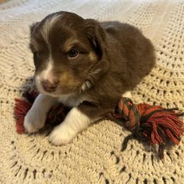Red-tri female 4 - Red tri-color female Australian Shepherd puppy in Shoshone, Idaho from Copper Rose Kennel