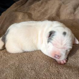 Dot - Blue female American Staffordshire Terrier puppy in Conley, Georgia from Cicero Kennels