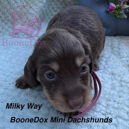 Milky Way - Chocolate and cream female Dachshund puppy in Lexington, Oklahoma from BooneDox Miniature Dachshunds
