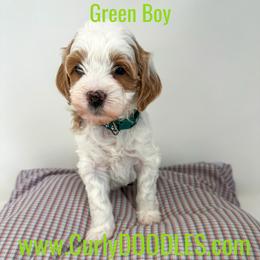Green Boy - Parti male Goldendoodle puppy in Taneytown, Maryland from Curlydoodles