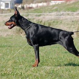 Demetra - Doberman Pinscher