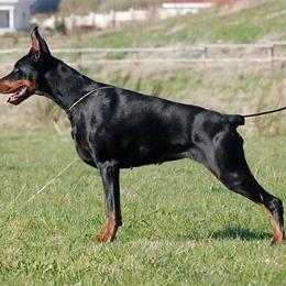 Demetra - Doberman Pinscher
