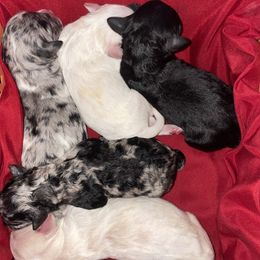 Aussiedoodle and Goldendoodle Puppies from Toledo Creek Doodles