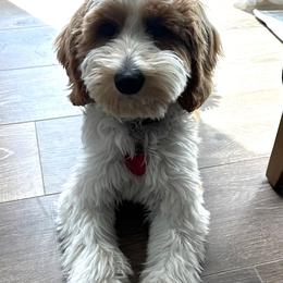 Goldendoodle and Labradoodle All Grown Up from Grace N Faith Doodles