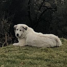 Fern - Great Pyrenees