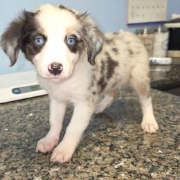 Brittany - Blue merle female Aussiedoodle puppy in Citra, Florida from Southpaw Herders LLC