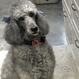 Poodles from AR River Valley Standards