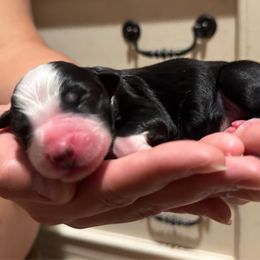 Boy 2 - Black tri-color male Australian Shepherd puppy in Ramona, California from Blue Moon Aussies