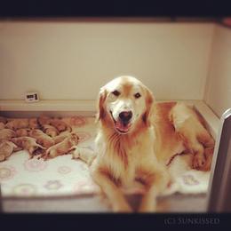 Golden Retriever Puppies from SunKissed Golden Retrievers