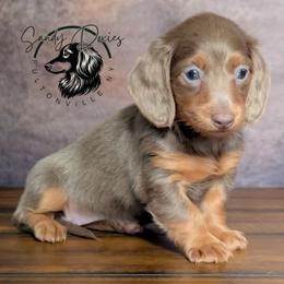Lovely - Fawn (isabella) and tan female Dachshund puppy in Fultonville, New York from Sandy Aussies & Pomeranians