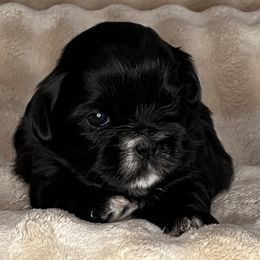 Sadie - Black female Shih Tzu puppy in Reading, Michigan from You Little Shih-tzu’s 😊