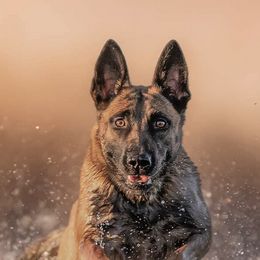 Belgian Malinois and Border Collies from RLSF kennels