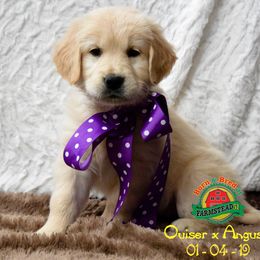 Goldendoodle, Golden Retriever, and Poodle Puppies from Farmstead 51