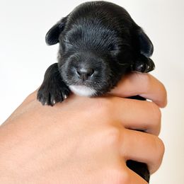 Cavapoo and Goldendoodle Puppies from Dot & Dash Doodles