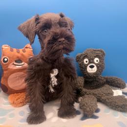 Doom - Black male Miniature Schnauzer puppy in Georgia & Florida, Georgia from Fiesta Pups