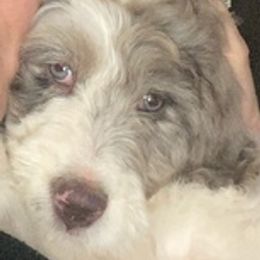 Bernedoodles from Di's Doodles