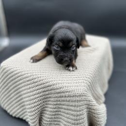 Winchester - Black tri female Miniature Australian Shepherd puppy in Queen Creek, Arizona from Arizona Aussies
