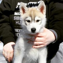 Siberian Husky Puppies from Tricia's Siberians LLC