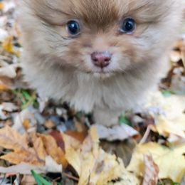 Pomeranian and Shetland Sheepdog Puppies from K&A Little Wonder's