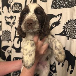 Olympus - Liver and white male English Springer Spaniel puppy in Huntingdon, Pennsylvania from Indian Creek Springers and Doxies