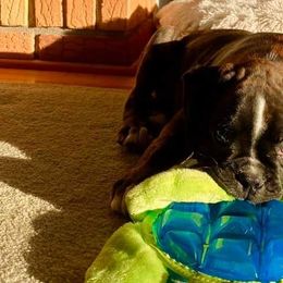 Boxer, English Bulldog, and French Bulldog Puppies from Hillview Kennels