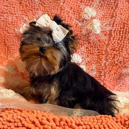 Bella - Blue and gold female Yorkshire Terrier puppy in Daggett, Michigan from Hetzel’s Enchanted Yorkies (Michigan)